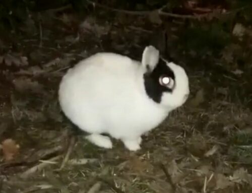 Coniglio vagante al Parco don Angelico Vanni