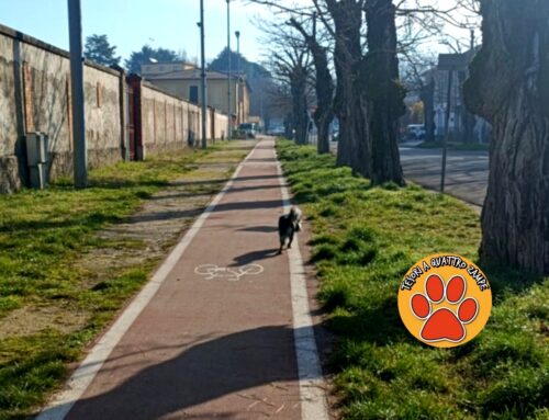 Cagnolino in viale Fassini: vaga da solo