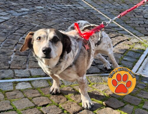 Benedetti gli animali nel giorno di sant’Antonio Abate – LE FOTO