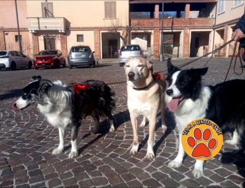 Anche al Monastero di Santa Filippa Mareri la Benedizione degli animali per sant’Antonio Abate – LE FOTO