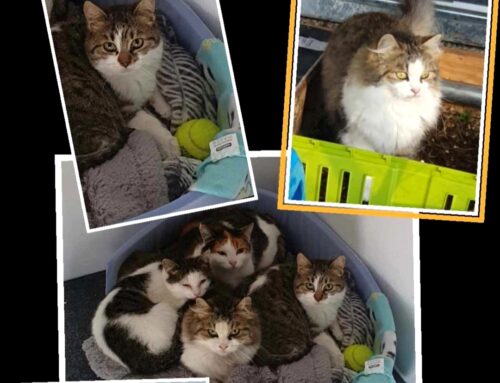 Cercasi adozione per questi gattini