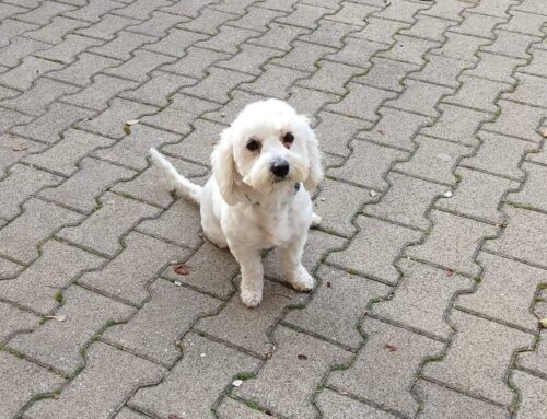Cagnolino in strada a Poggio Moiano (Sabina)