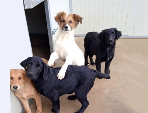 Vasto, 5 cuccioli in cerca di adozione: Argo, Elva, Kira, Nysa e Zuri