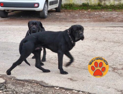 Due cani neri vaganti a Villa Reatina (Rieti). Chi li ha persi?