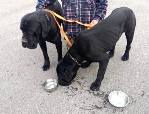 Fermati e messi in sicurezza i due cani Corso segnalati a Tesori