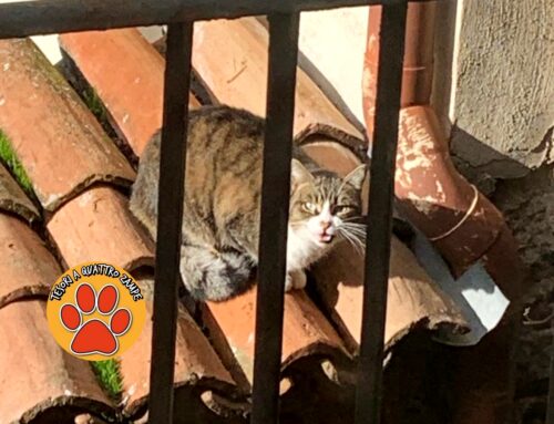 Gatto vagante suo tetti di San Rufo a Rieti (Lazio)