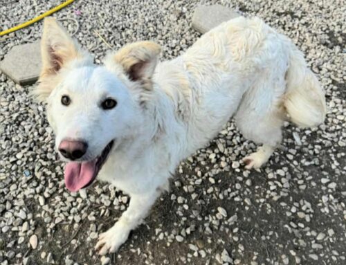 Curzio è un cagnolino estremamente dolce e coccolone. Cerca adozione