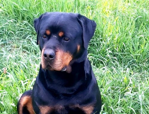 Smarrito Ettore da Quattro Strade