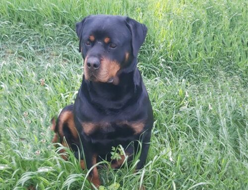 Il Rottweiler Ettore è stato ritrovato. Grazie a tutti