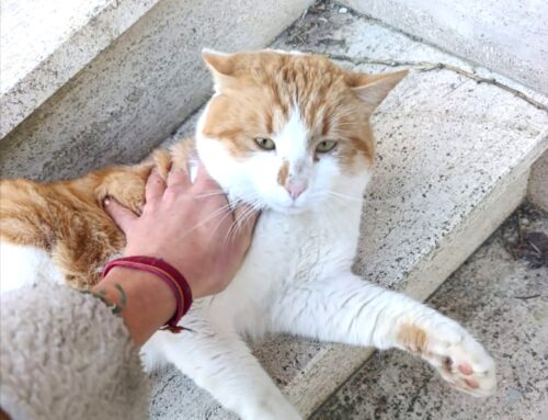 Montopoli, case nuove Granari: chi ha smarrito questo micio?