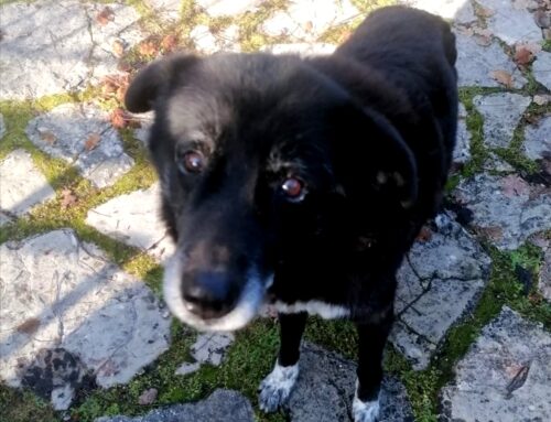 Wolf da Rieti, 14 anni. È rimasto solo: adozione del cuore per lui