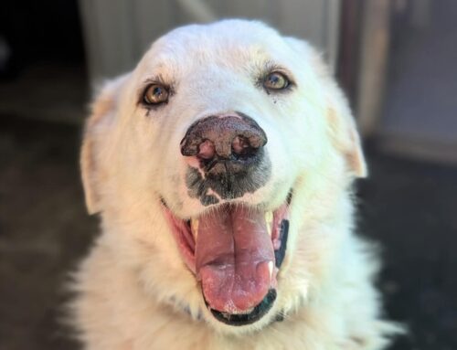 Piccolo, ma enormemente dolce: Max! Cerca adozione