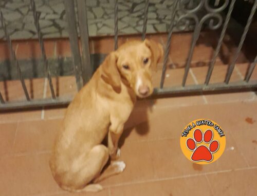 Trovata a San Cataldo di Cottanello: si cercano i familiari