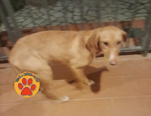 Tornata a casa la cagnolina soccorsa a San Cataldo di Cottanello (Lazio)