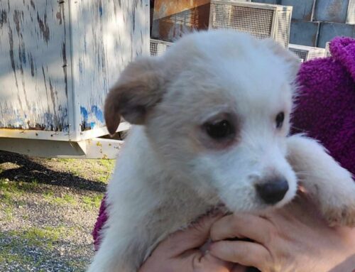 Miele dalla Campania: 3 mesi, dolcissimo e in cerca di famiglia