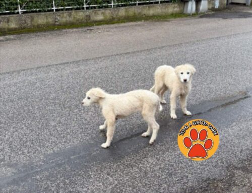 Recuperati i due cuccioli di Maremmano vaganti sotto la pioggia a Vazia