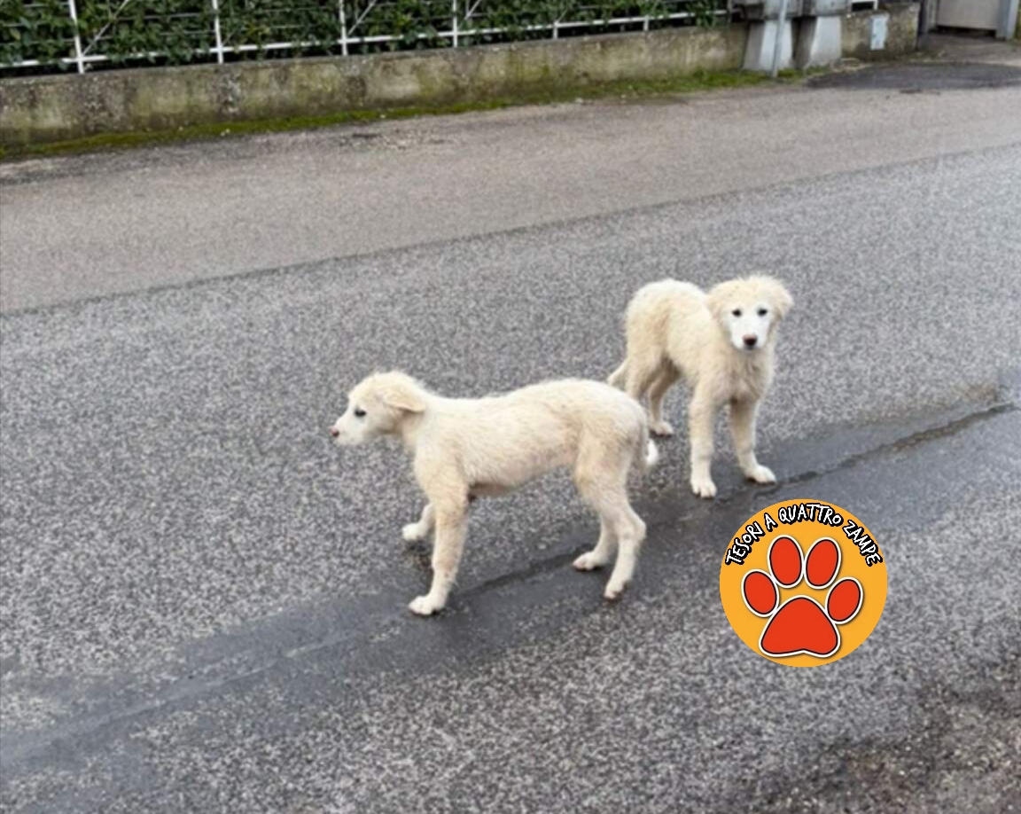 Polish_20260125_193304153