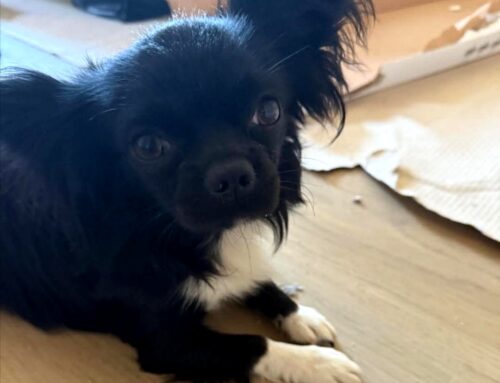 Smarrito il chihuahua Mirtillo