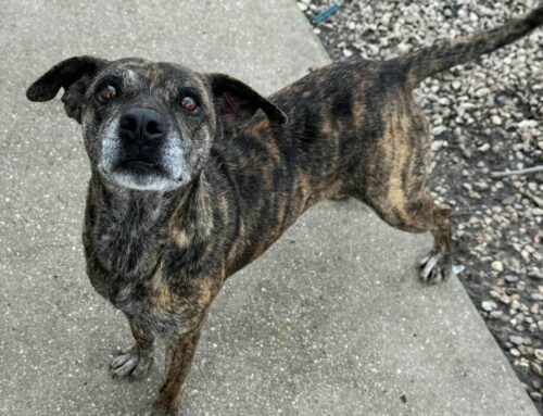 Anissa da Teramo. Gran parte della vita a catena, ora sogna una casa e una famiglia