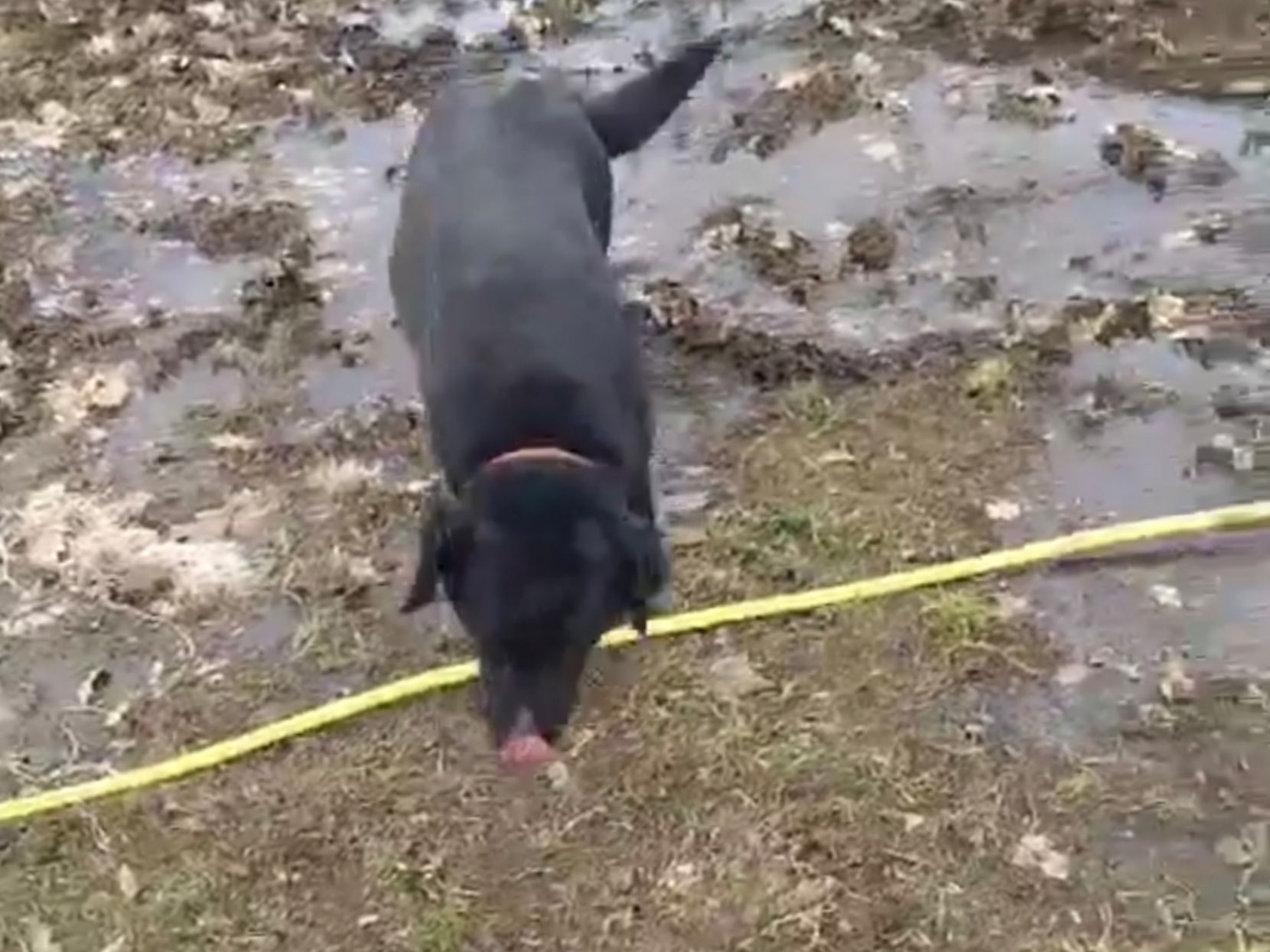 Polish_20260126_131732620