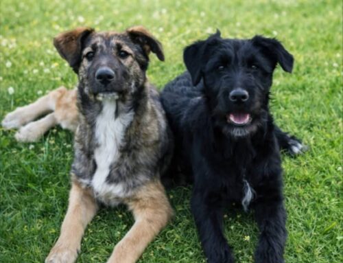 Vasto, Carlotta e Camilla cercano casa