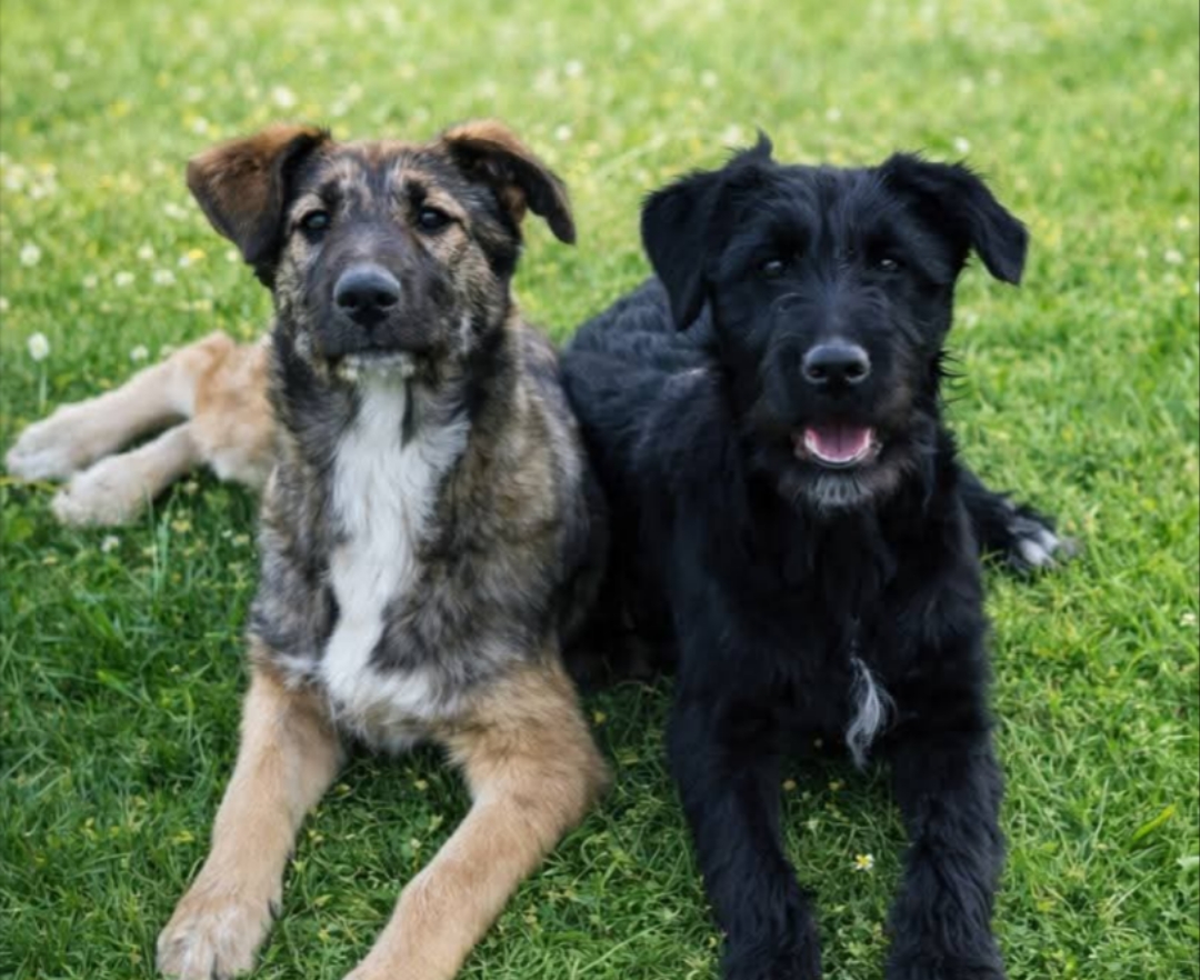 Polish_20260126_210958280