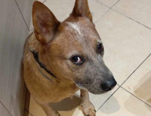 Cane zona Roma Pigneto cerca adozione