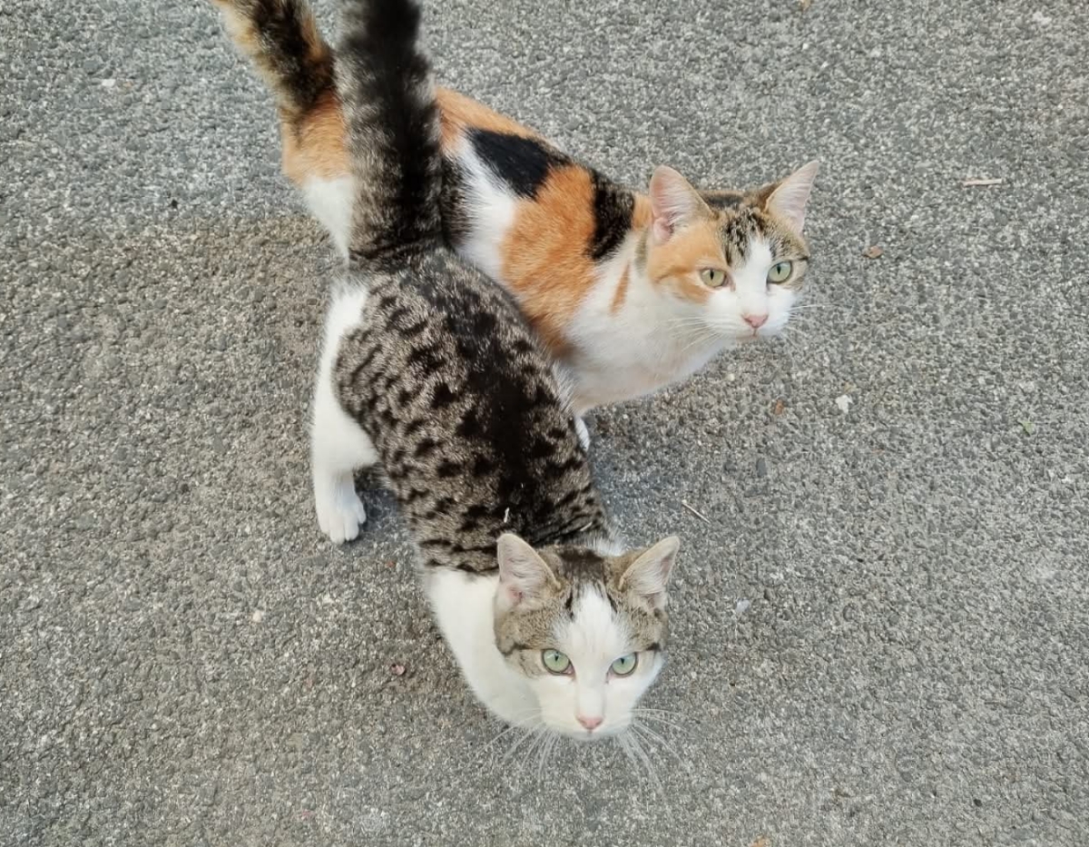 Polish_20260129_113236607