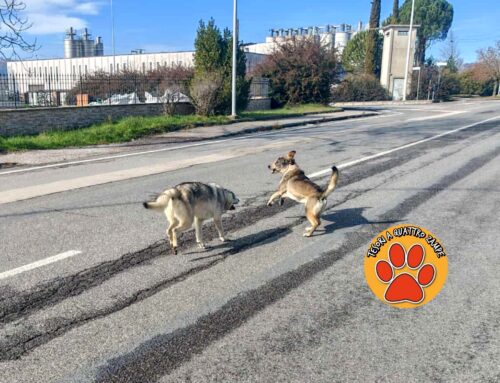 Due cani segnalati sotto Cupaello, non si lasciano avvicinare. Chi li ha smarriti?