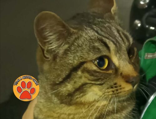 Rieti, gatto trovato in via Cattani