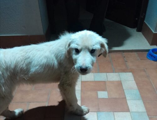 Cucciolo trovato a Ponte Sfondato, in Sabina: chi lo ha smarrito?   