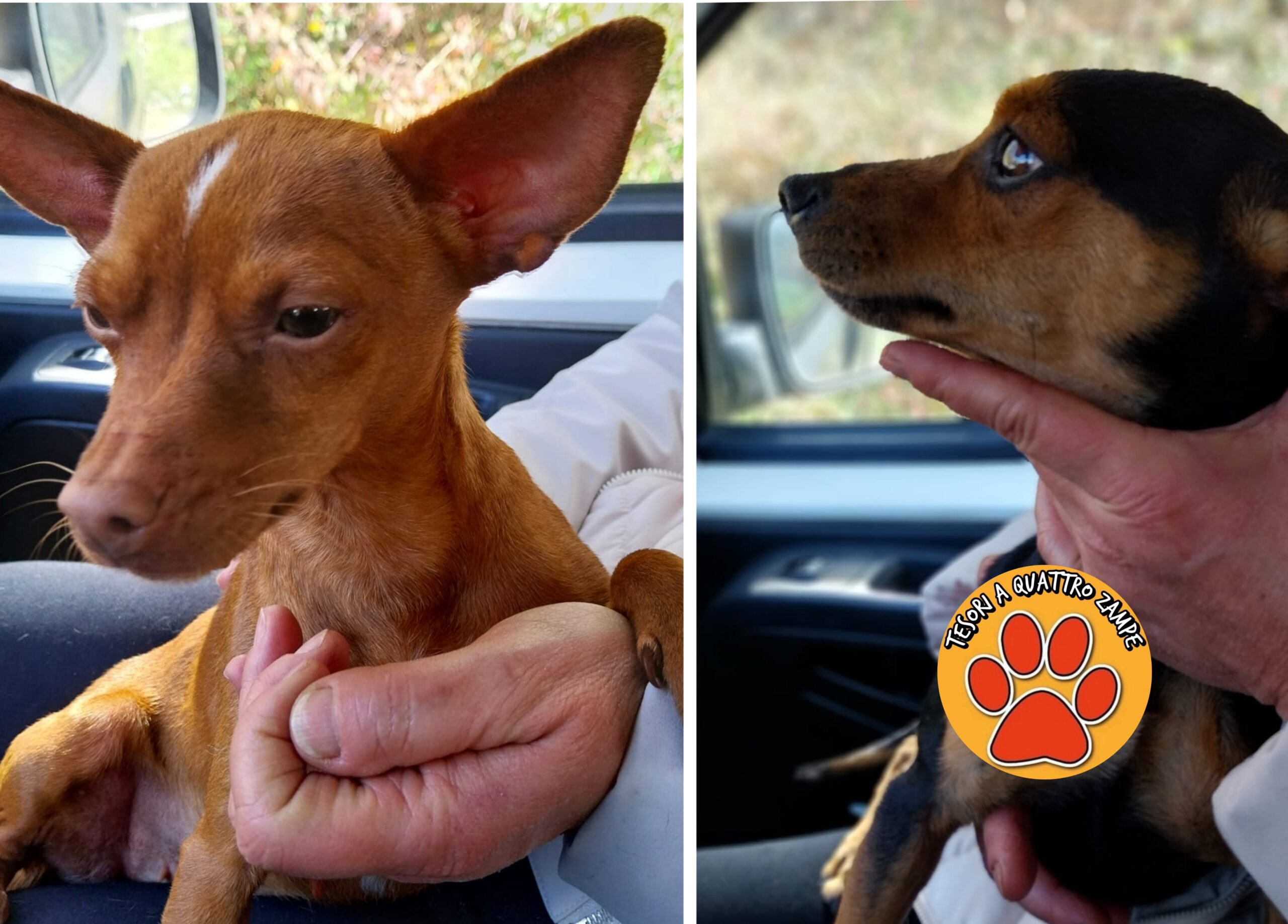 Polish_20260131_125544350