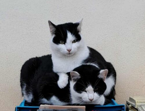 Tre gattini da Contigliano. Per loro ci scrive Fausta