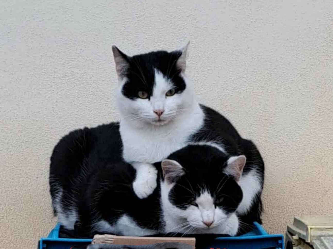 Polish_20260131_144112461