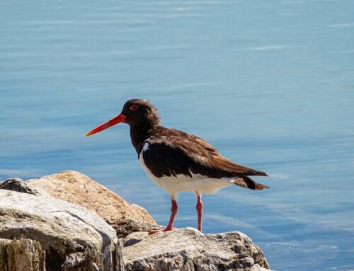 La Polonia toglie 5 specie di uccelli dalla lista di quelli cacciabili