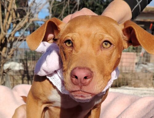 Bonnie è una splendida cucciola simil Pit Red Nose di 6 mesi da poco compiuti