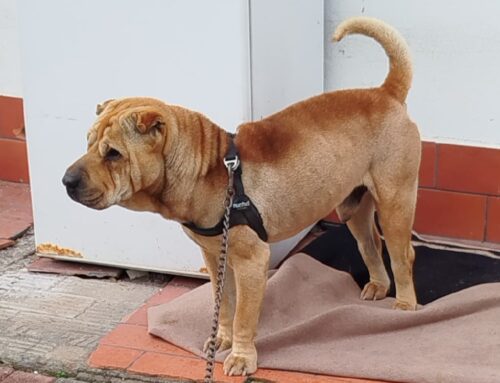 OIPA: Cane Shar-Pei con problemi di salute legato alla catena. Intervento in provincia di Bologna