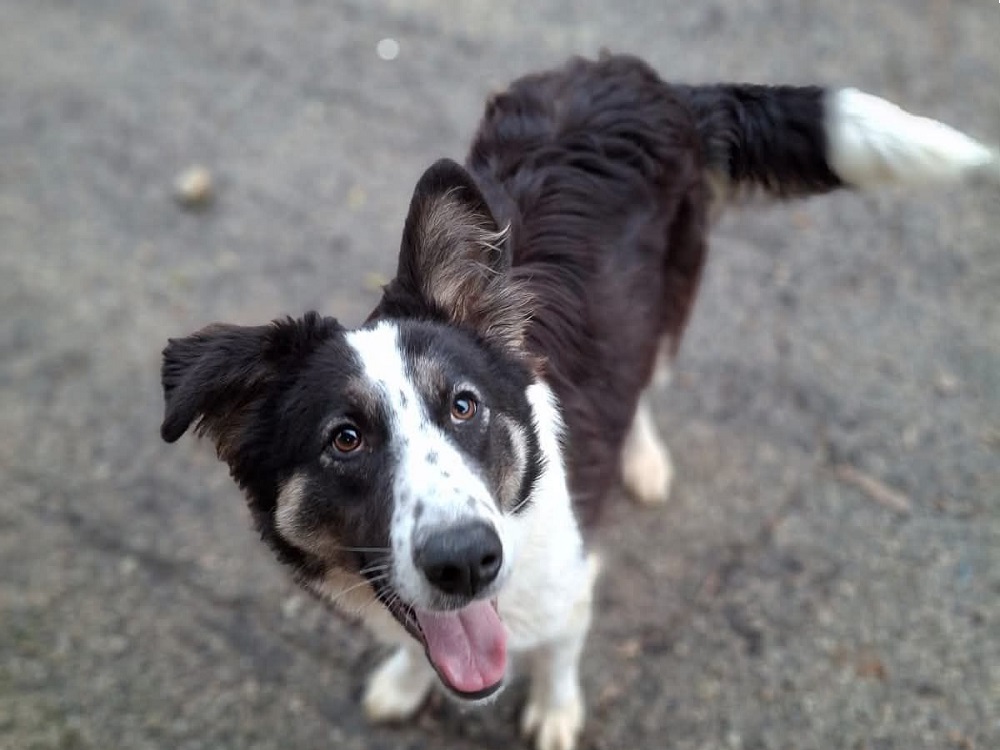 cane_cagnolina_doris_vasto_abruzzo