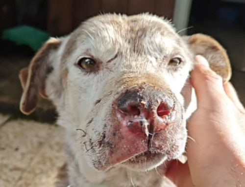 Volontarie Pasqualina & Friends: “Attorno al nostro rifugio colpi di fucile, cani sciolti, caos. Abbiamo l’ansia a portare i cani ospiti in passeggiata”