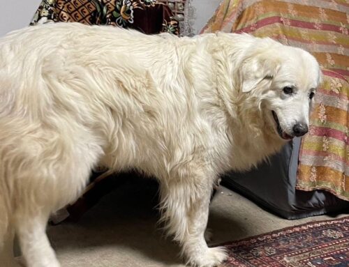 Trovata smarrita a Poggio Catino, scappata per i botti di Capodanno: si cerca la sua famiglia