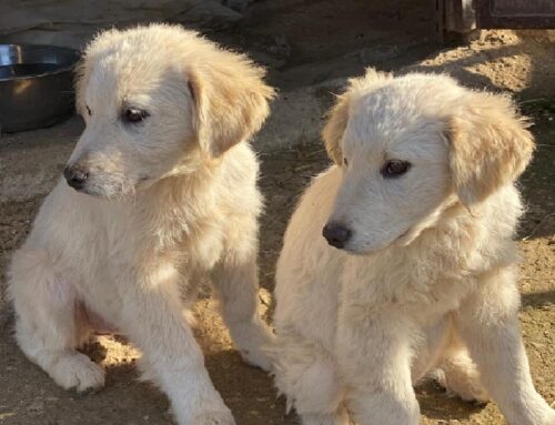 Due piccole Maremmane dalla Sabina: hanno bisogno di essere adottate