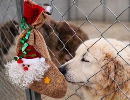 Chiacchiere tra quattro zampe