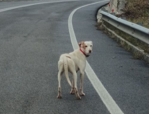 Cane zona superstrada dopo Borgo San Pietro (Cicolano). ha collare, non si fa prendere