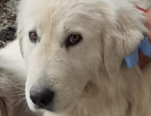 Smarrita Fiona da Quattro Strade (Rieti)