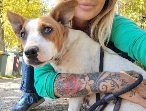 Ha tre anni e un forte desiderio di famiglia. Guenda ti aspetta!