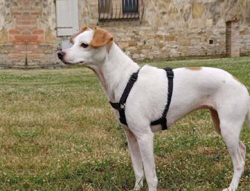 Lilla cerca casa: 5 anni, affettuosa, vivace, educata