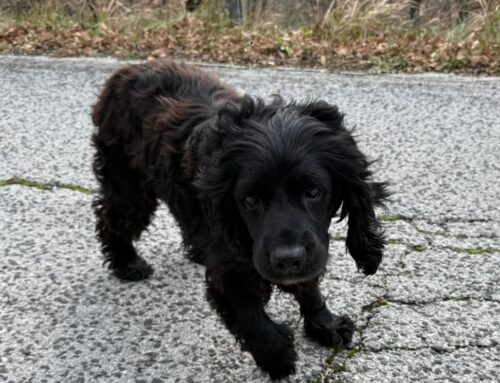 Trovato purtroppo morto investito il cane segnalato su Tesori a quattro zampe lunedi 12 gennaio