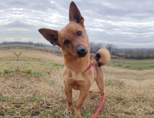 Nano è un bellissimo cagnolino di 2 anni e mezzo, taglia piccola, in cerca di adozione