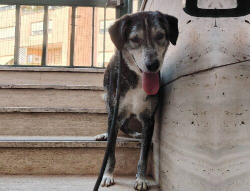 Nonno Pino dalla Sabina. Gli regaliamo una famiglia?