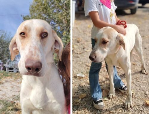 Ecco a voi Pedro: riempiamolo di condivisioni per donargli una famiglia